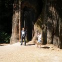 Summer, 2012, with Kara, Andrew and Madeline - Avenue of the Giants - 11